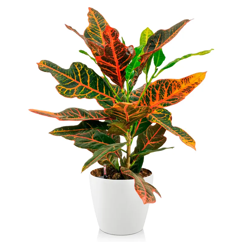 Кодиеум горшечный